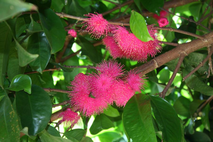 Inflorescences de Syzygium malaccense ©IAC - G. Gâteblé