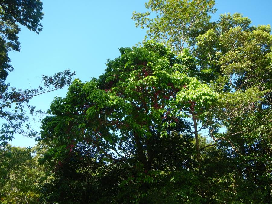 Allure générale de Syzygium malaccense ©IAC - G. Gâteblé