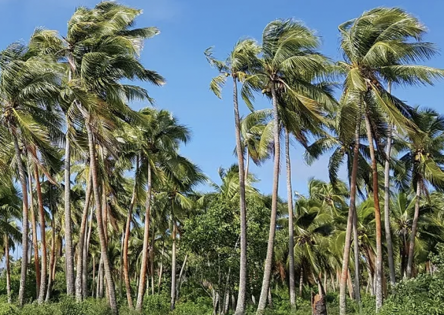 Cocoteraie, Nouvelle-Calédonie