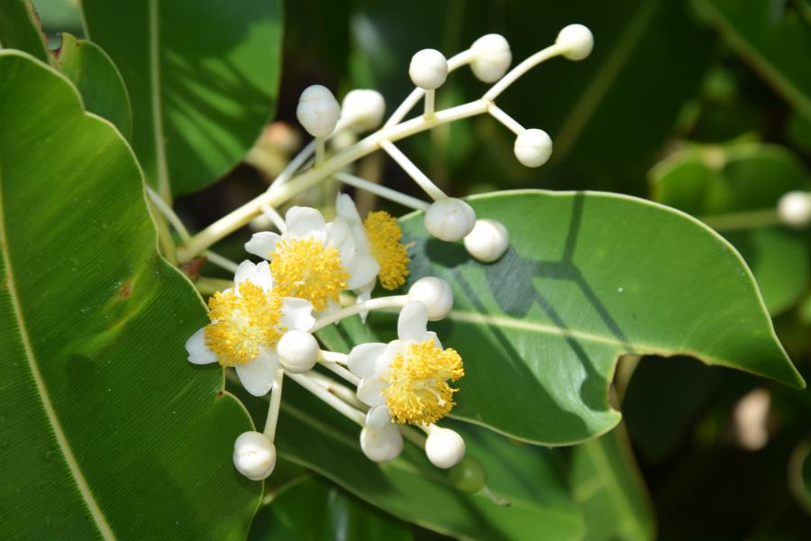 Fleurs de Tamanou, île d'Art (Belep) ©IAC - G. Gâteblé