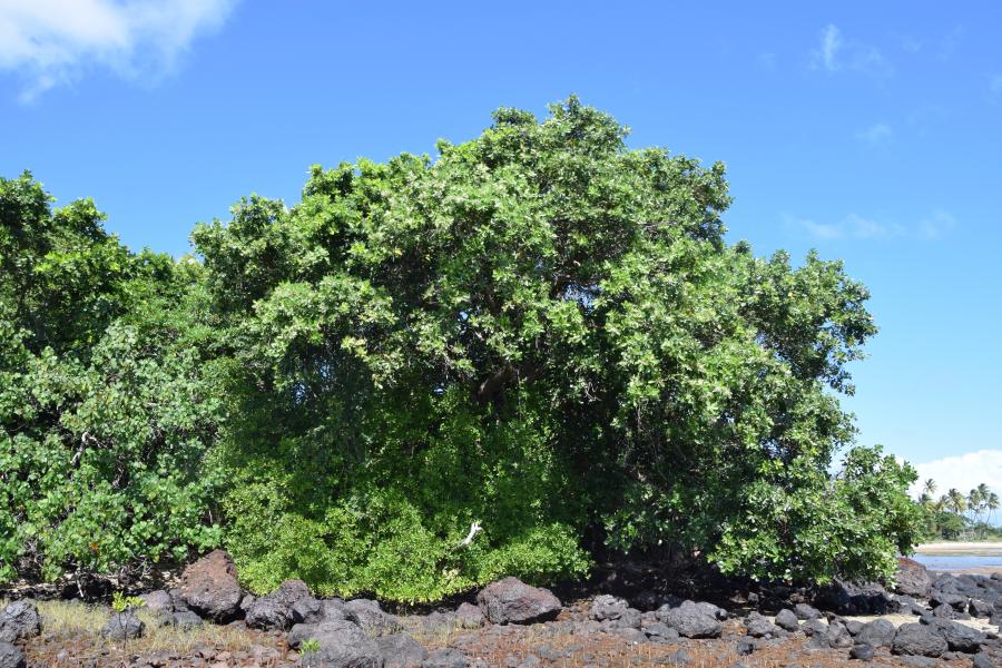 Tamanou (arbre) sur l'île d'Art (Belep) ©IAC - G. Gâteblé