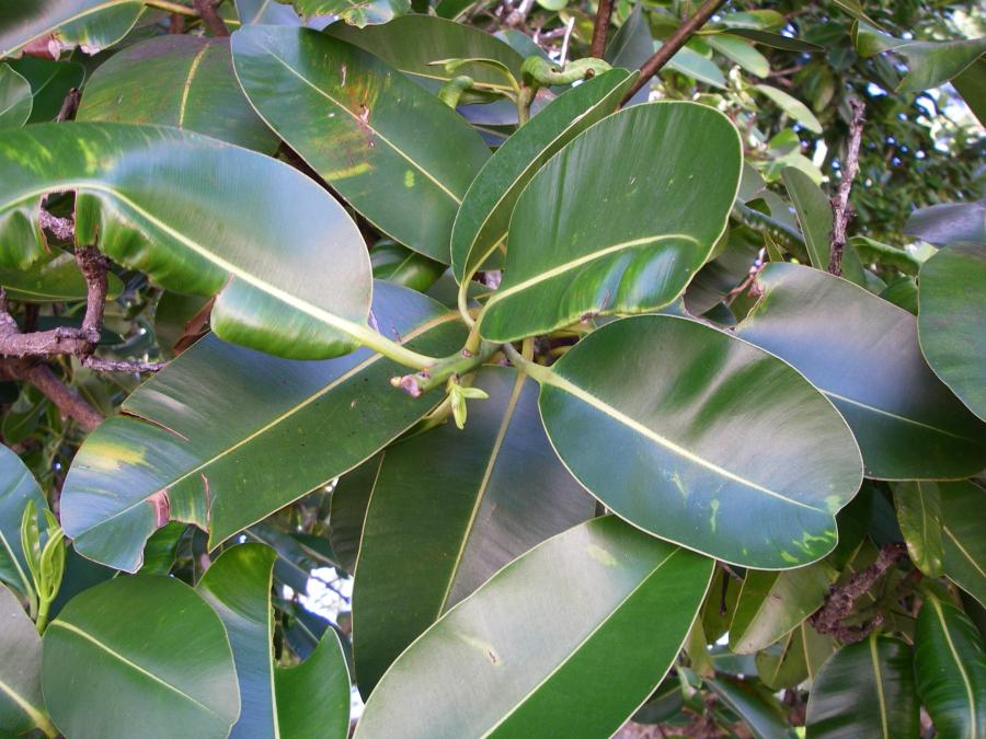 Feuilles de tamanou ©IAC - G. Gâteblé