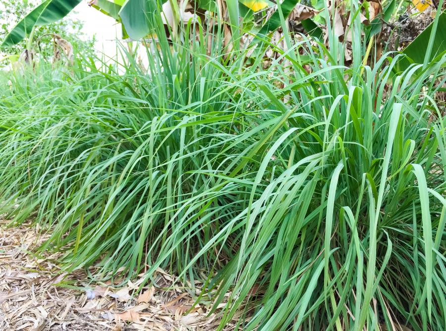 Pieds de citronnelle Cymbopogon Citratus © Istock