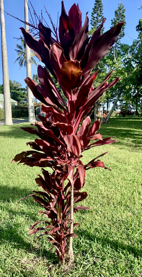 Cordyline fruticosa, feuilles rouges, pied entier © Lincks