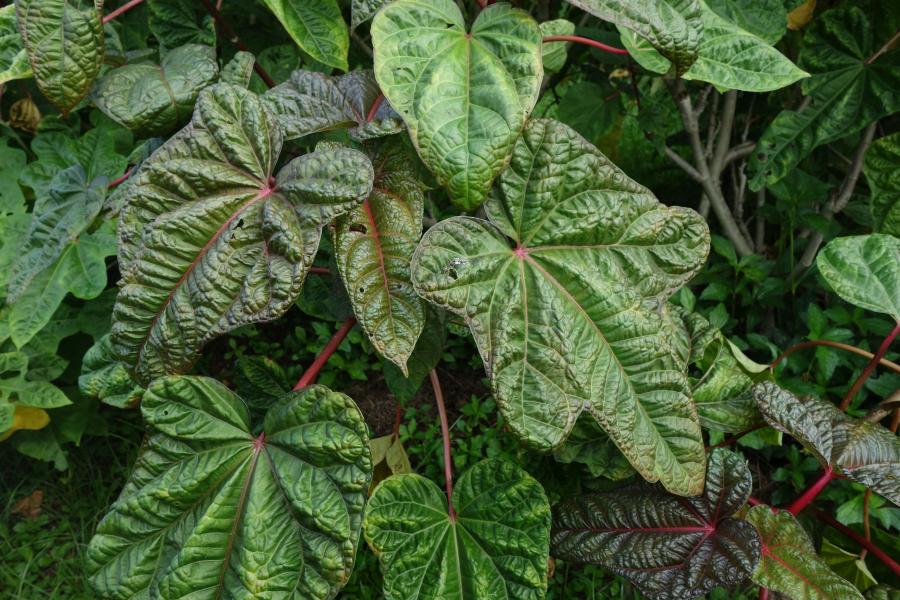 Feuilles de chou kanak (Abelmoschus manihot) ©IAC - K. Lé