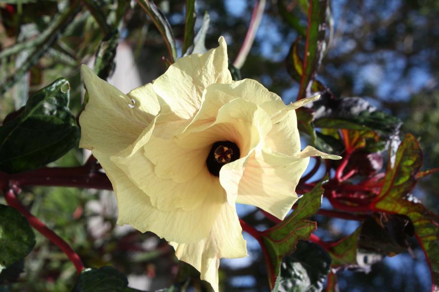 Fleur de chou kanak ©IAC - G. Abdelkader