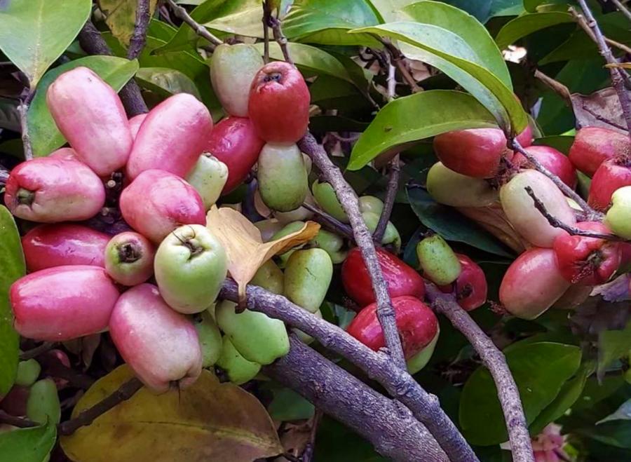 Récolte de pommes kanak au musée de Nouvelle-Calédonie © MNC