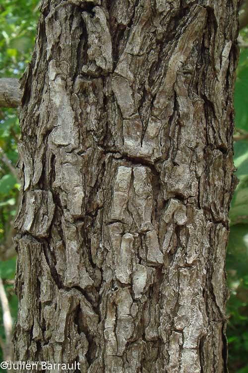 Écorce de Heliotropium arboreum (faux tabac) © J. Barrault
