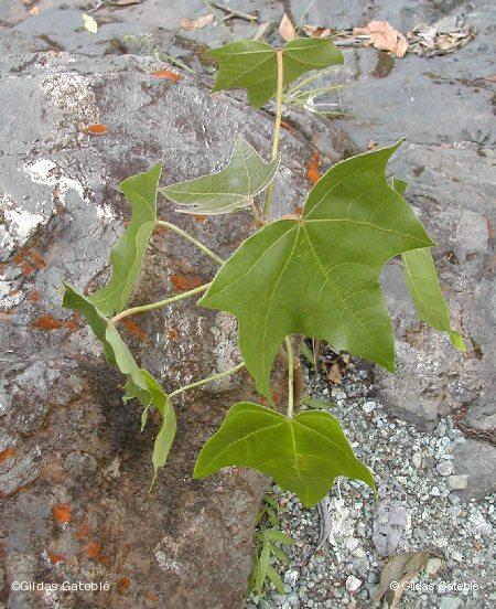 Les jeunes feuilles de bancoulier sont en forme d'étoile © G. Gâteblé