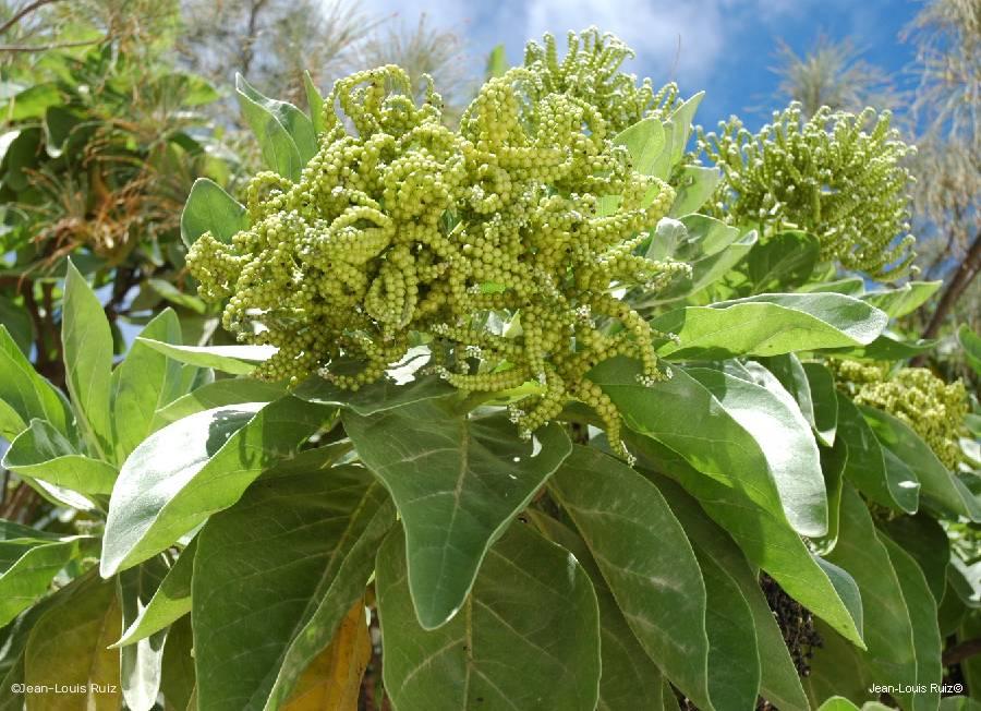 Fruits de Heliotropium arboreum (faux tabac) © J-L Ruiz