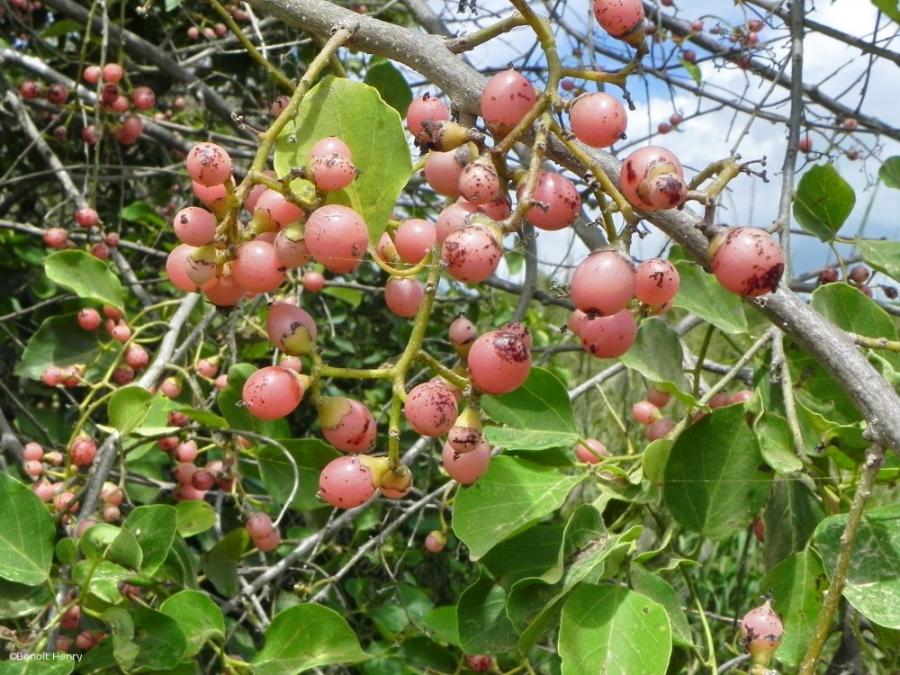 Fruits du gommier © B. Henry