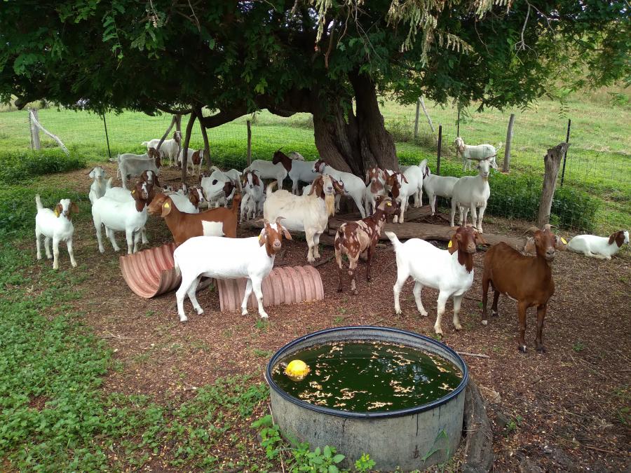 Troupeau caprin © UPRA Ovine -Caprine - JM.Devillers