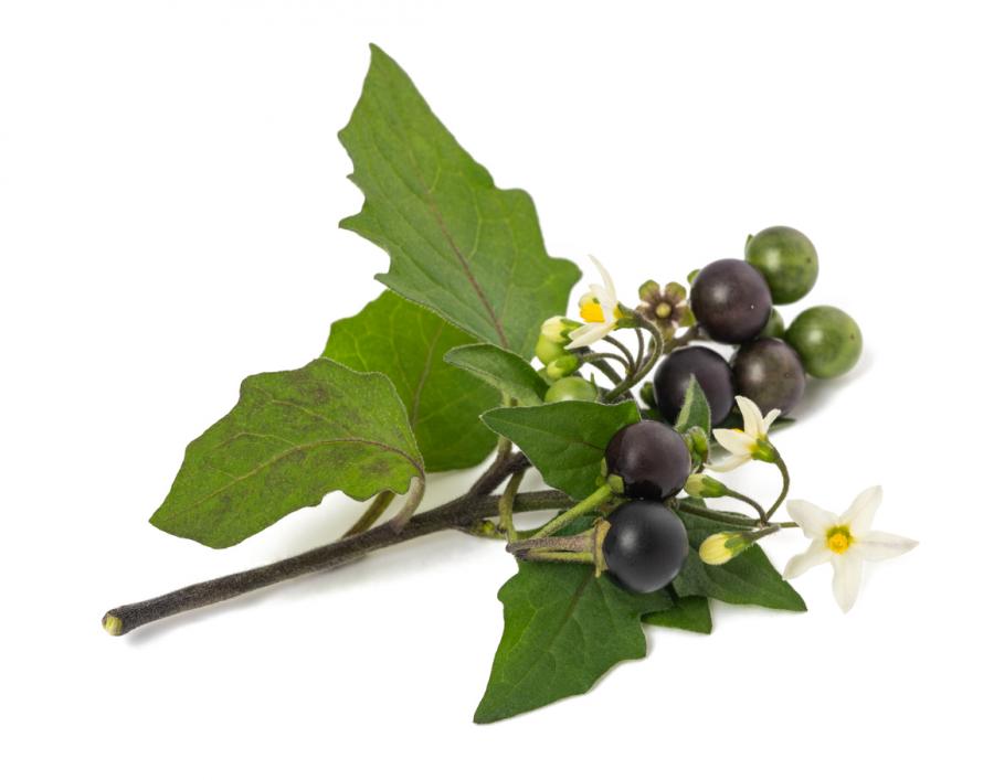 Brède (istock)