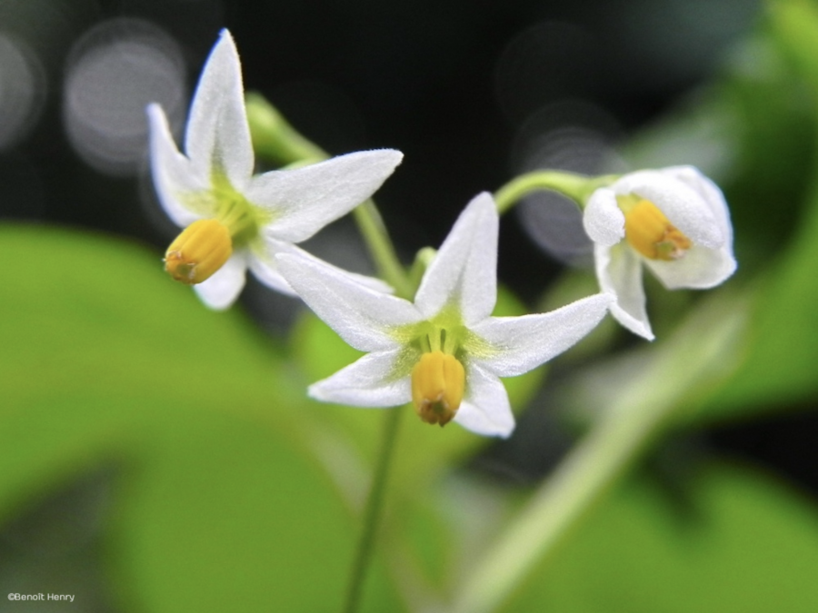 Fleurs de brède (S. americanum) © B. Henry (Endemia)