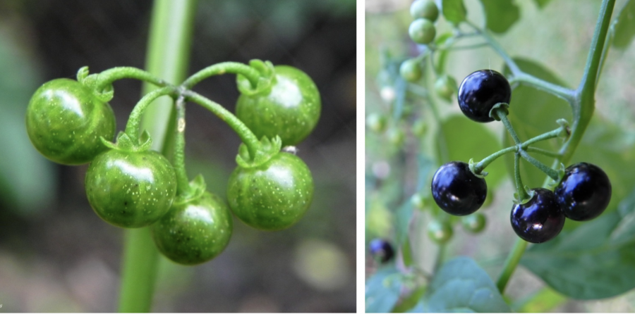 Les fruits de brèdes immatures (à gauche) et mûrs ressemblent à de petites tomates © B. Henry (Endemia)