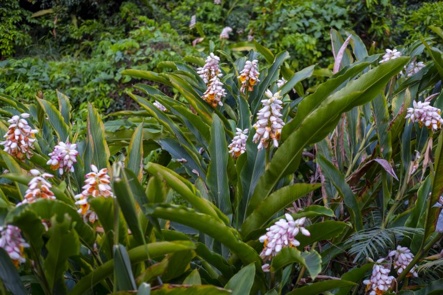 L'atoumo, Alpinia zerumbet (source iStock)