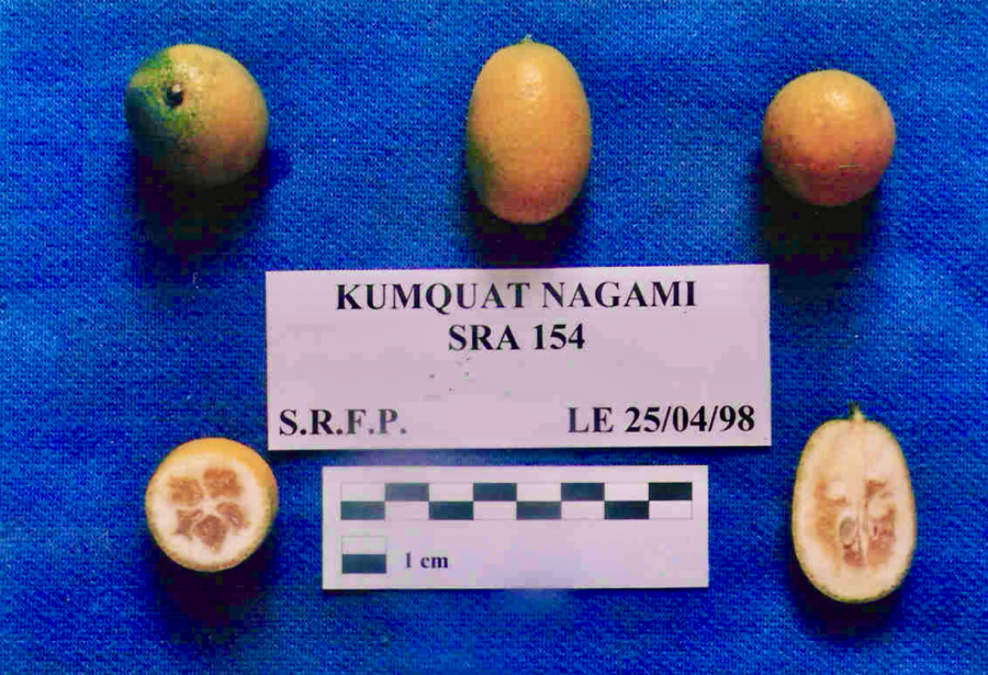 Kumquat "Nagami" © IAC