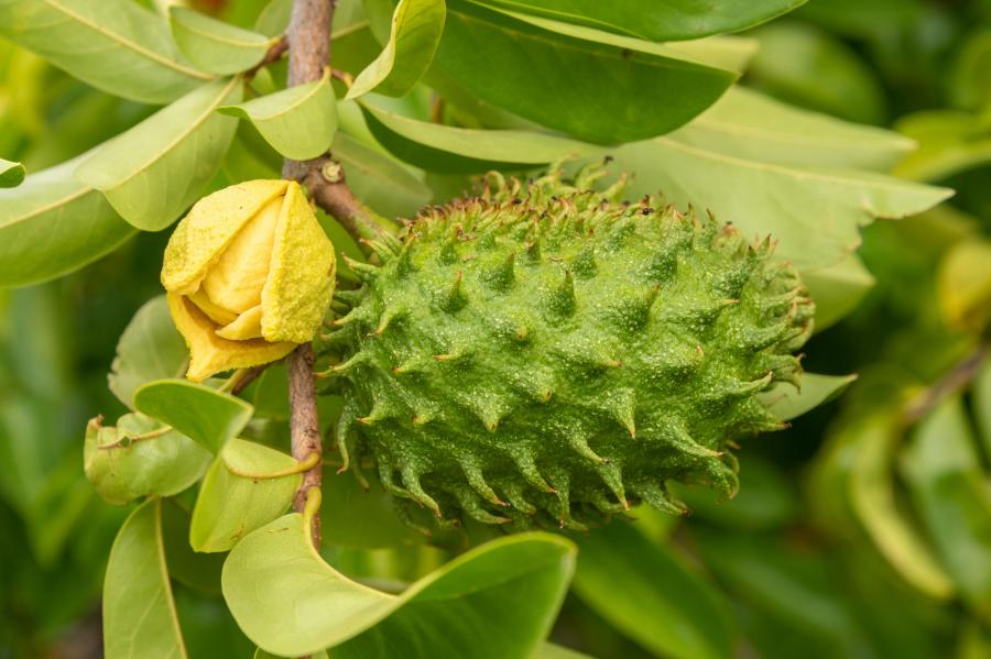 Corossol (A. muricata), fleur et fruit © Bruxelles M. (Alamy images)