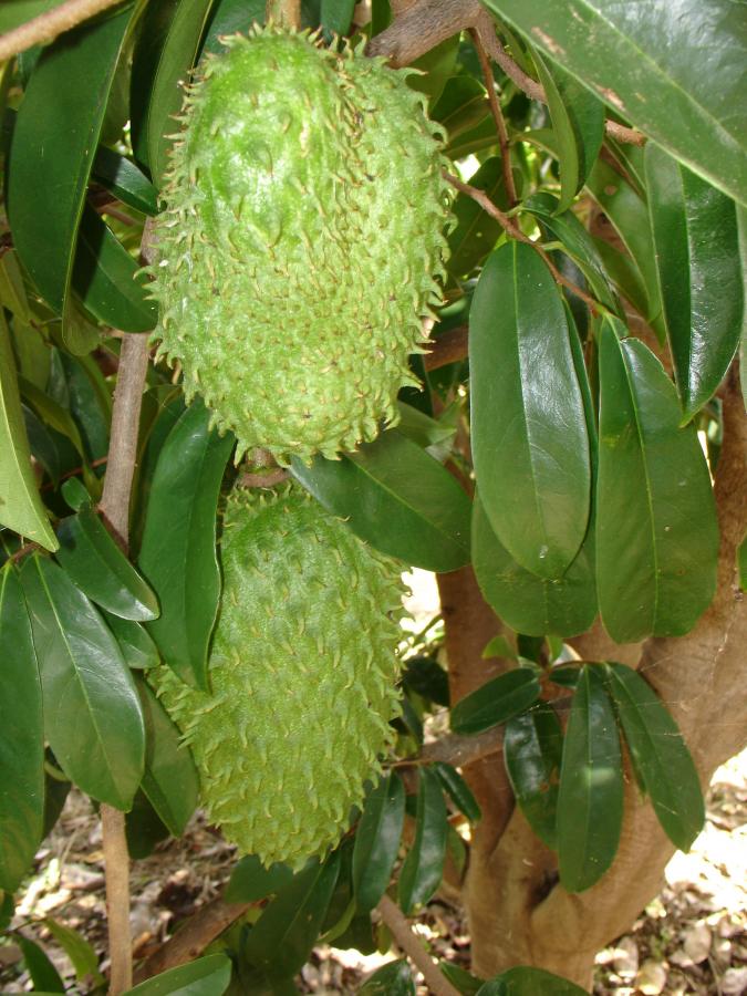 Corossol sur arbre, dans le verger de l'IAC à Pocquereux
