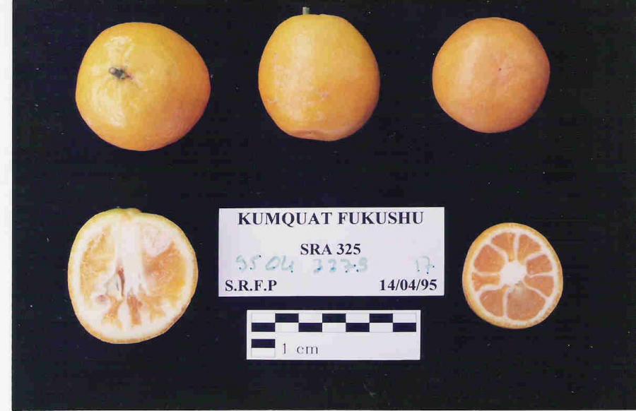 Kumquat "Fukushu" © IAC