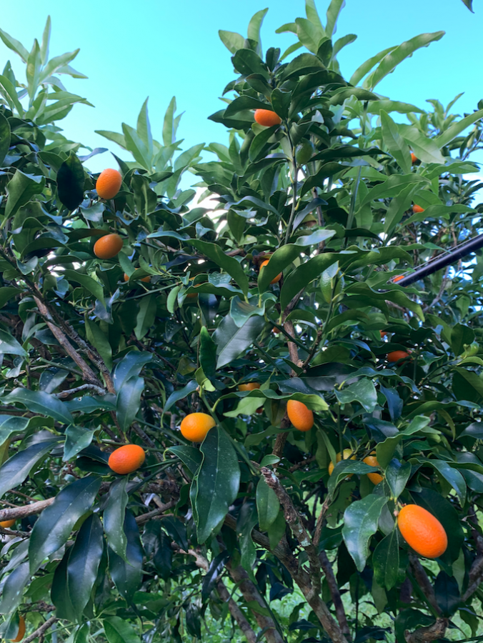 Feuilles et fruits du kumquat, station IAC de Pocquereux © Lincks