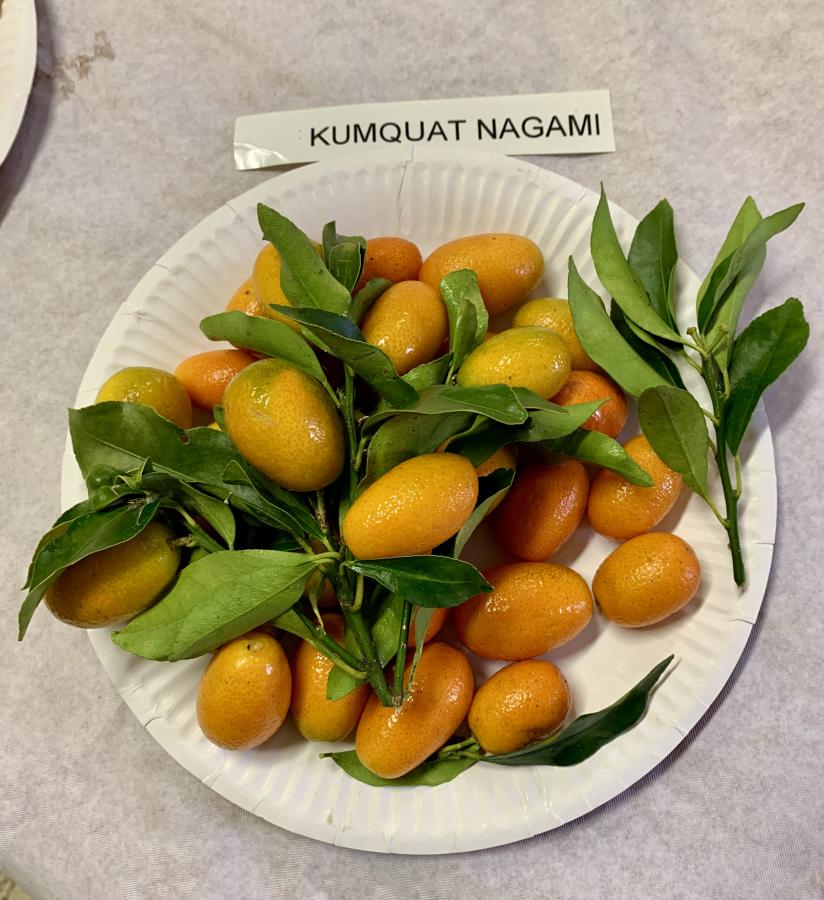 Kumquat "Nagami" (F. margarita Swingle) © Lincks