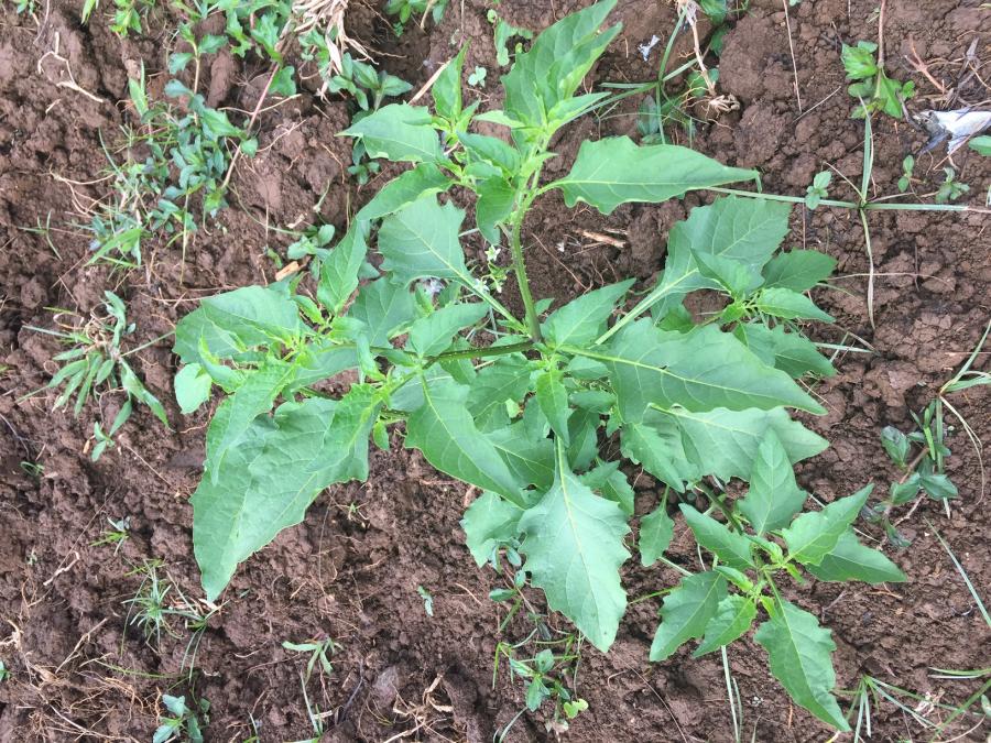 La brède morelle (Solanum nigrum) pousse spontanément sur les terrains fraîchement labourés et ouverts © Nadia Robert, IAC