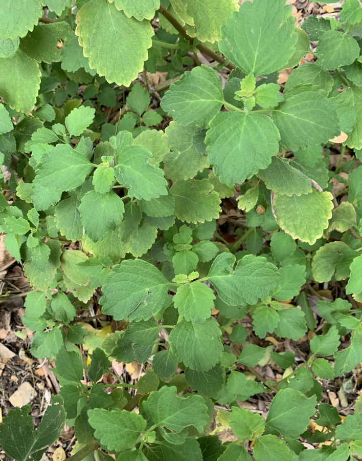 Mitché (Coleus forsteri) © Lincks