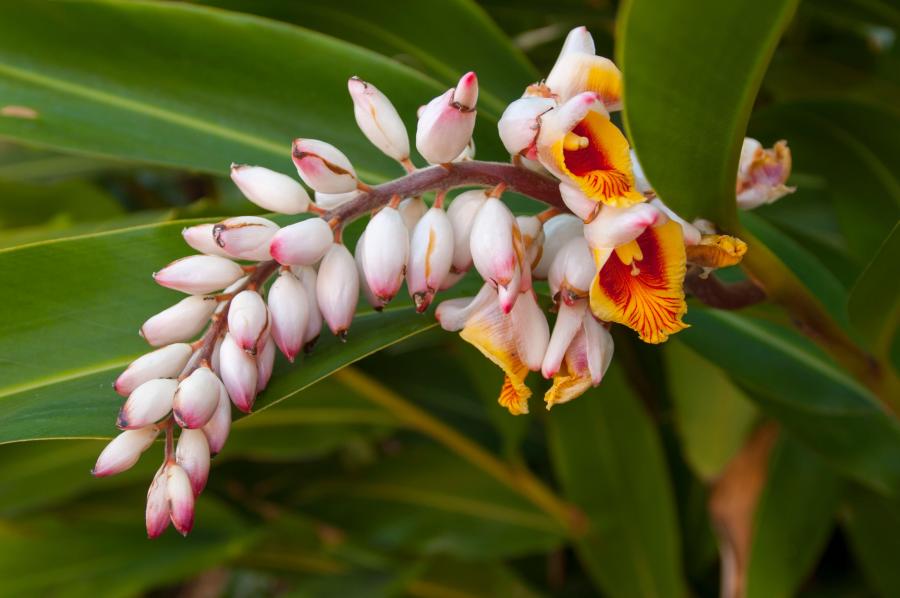 Fleurs d'Alpinia zerumbet (source Alamy images)
