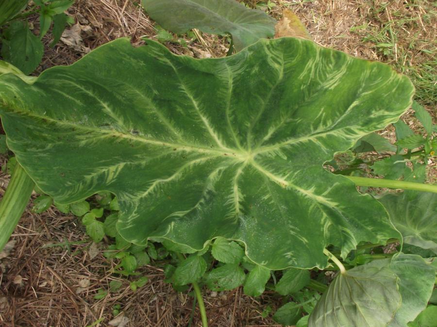 Symptômes du DMV sur feuilles de taro d'eau © Sébastien Blanc, Adecal Technopole