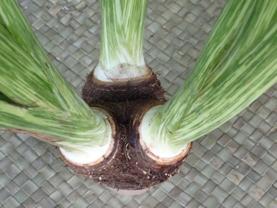 Taro multibranches, variété kary © Sebastien Blanc, Adecal Technopole
