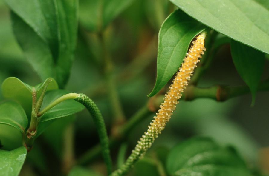 Poivre noir (Piper nigrum), inflorescence © Blickwinkel /Alamy images