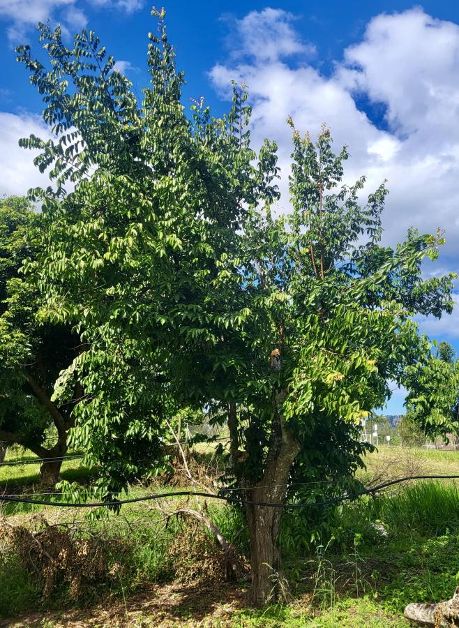 Carambolier (Averrhoa carambola L), station IAC de Pocquereux © Laufou Robert, IAC