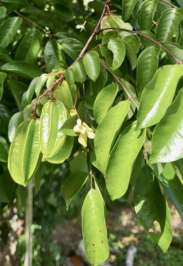 Feuilles du carambolier © Laufou R., IAC