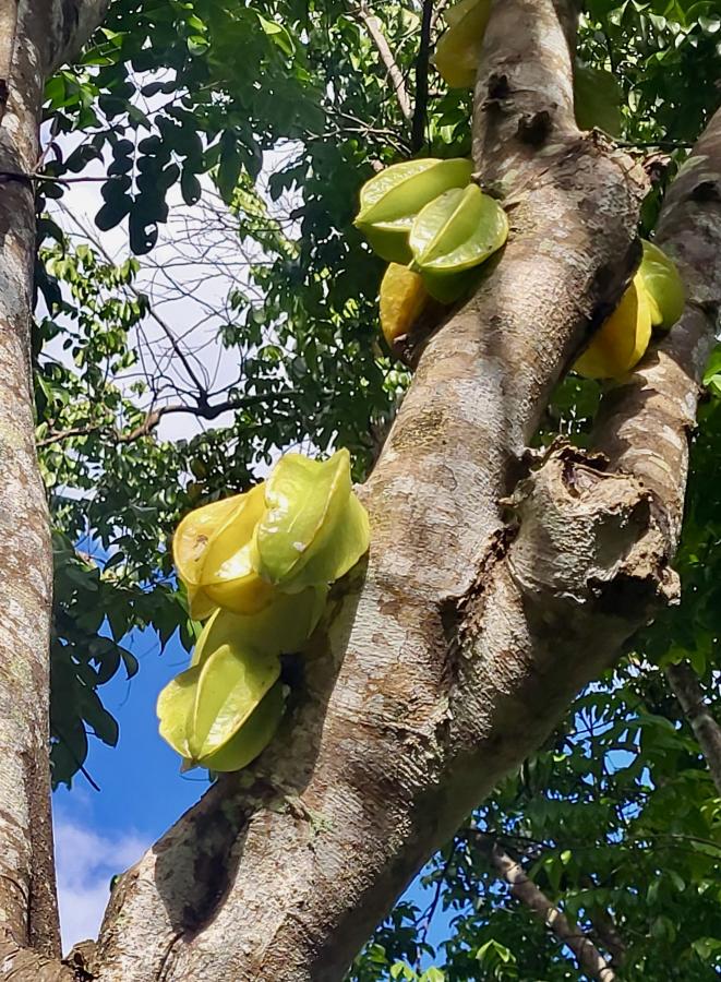 Carambolier, fruits sur arbre © Laufou R., IAC