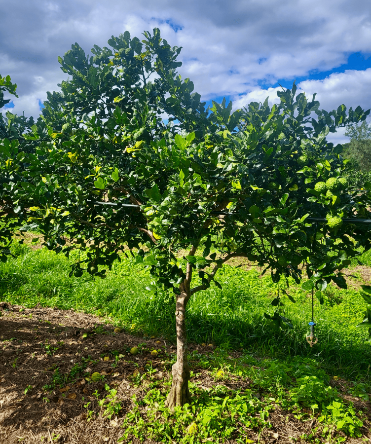 Combava (Citrus hystrix), arbre à la station IAC de Pocquereux © Laufou Robert, IAC