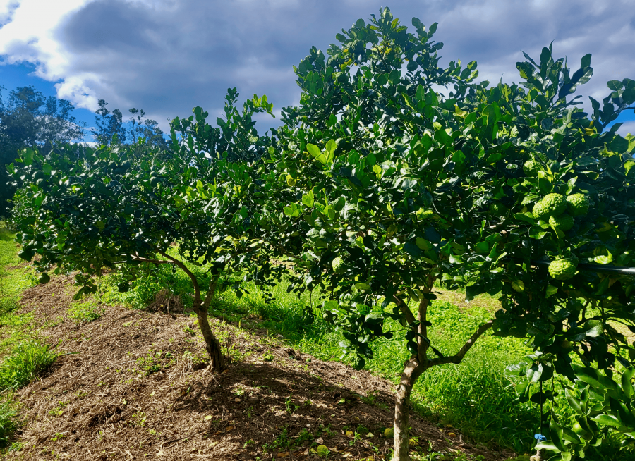 Plantation de combava (billons et paillage), station IAC de Pocquereux © Laufou Robert, IAC IAC