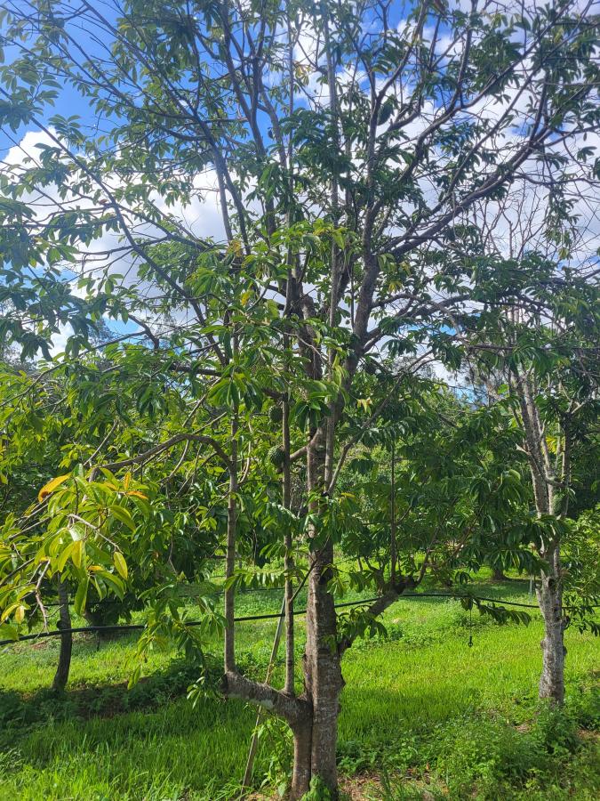 Corossolier (Annona muricata), arbre, station IAC de Pocquereux © Laufou Robert, IACIAC)