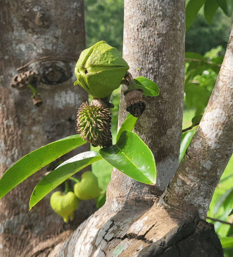 Fleur conique du corossolier (Annona muricata), station IAC de Pocquereux © Laufou Robert, IAC
