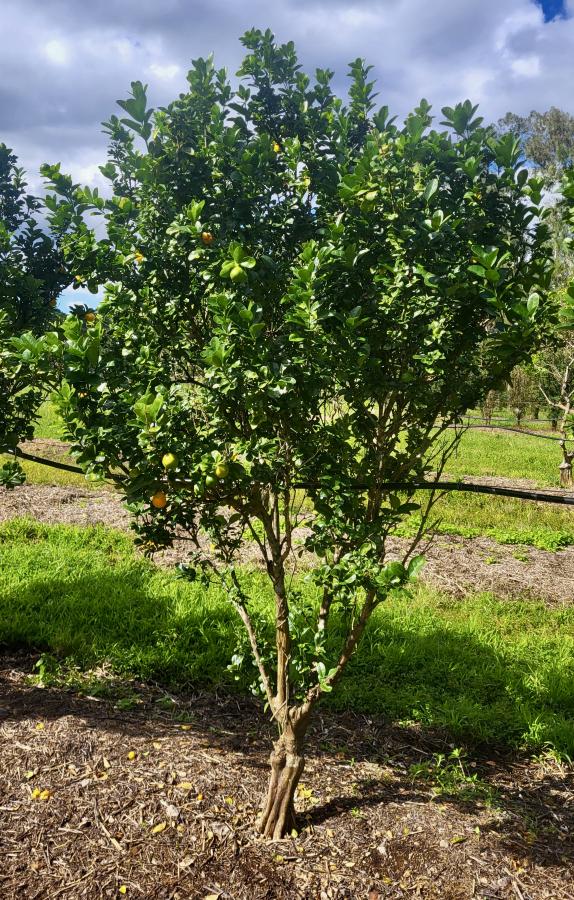 Kumquat var. Fukushu, arbre à la station IAC de Pocquereux © Laufou R., IAC