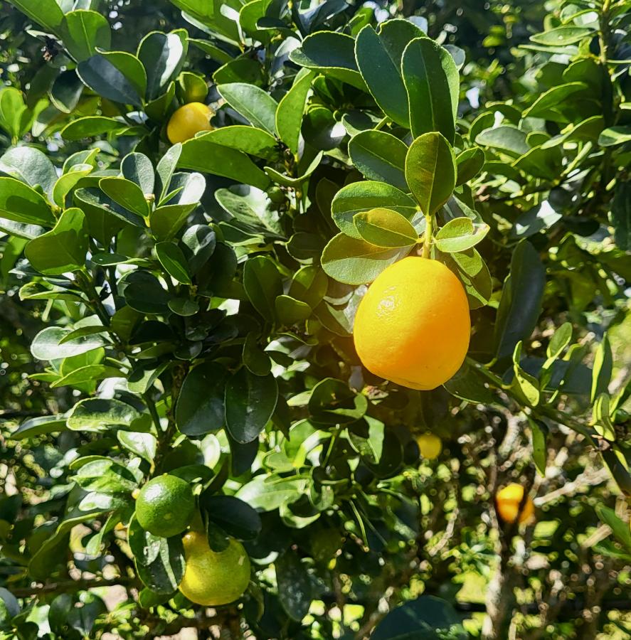Fruits ovales du kumquat var. Fukushu © Laufou R., IAC