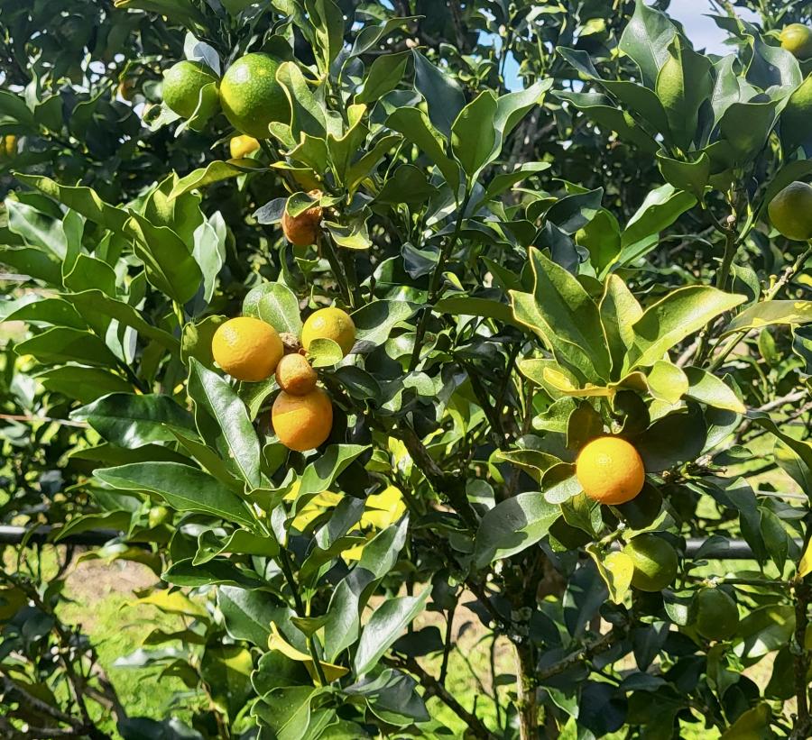 Les fruits et feuilles de la variété Marumi sont plus arrondis © Laufou R., IAC
