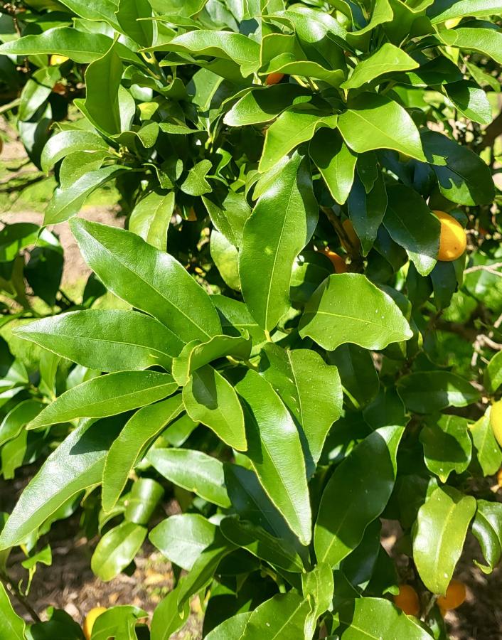 Kumquat var. Nagami avec ses feuilles à sommet pointu © Laufou Robert, IAC