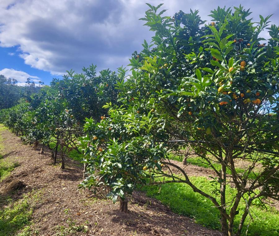 Verger de kumquats var. Nagami, station IAC de Pocquereux © Laufou Robert, IAC