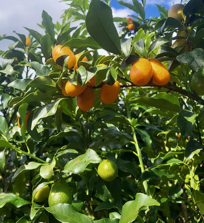 Fruits allongés du Kumquat var. Nagami © Laufou Robert, IAC