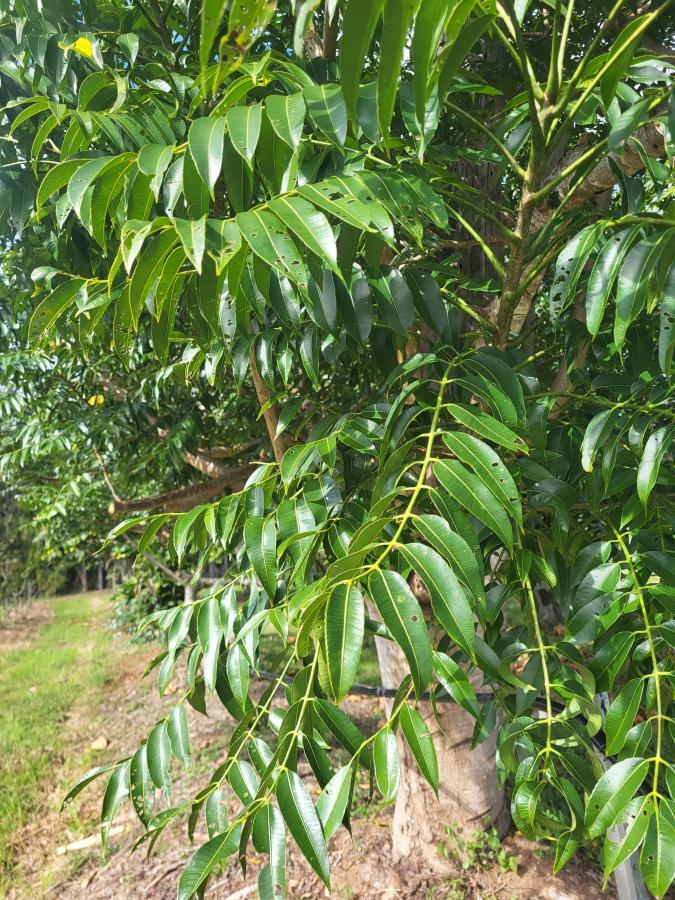 Feuilles allongées et brillantes du pommier cythère, station IAC de Pocquereux © Laufou Robert, IAC