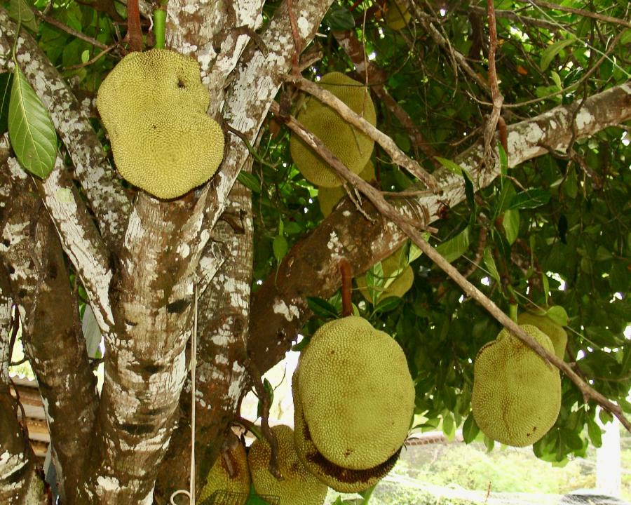 Jacquier, fruits sur arbre dans un jardin familial © Lebégin Stéphane, IAC