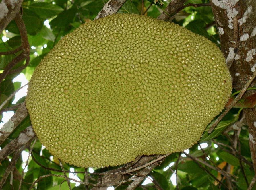 Jacque ou Jack, fruit du jacquier (Artocarpus heterophyllus) © Lebégin Stéphane, IAC