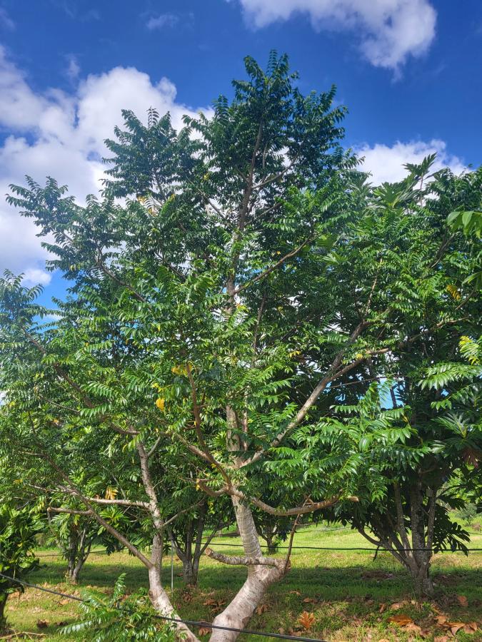 Pommier cythère (Spondias dulcis), station de Pocquereux © Laufou Robert, IAC