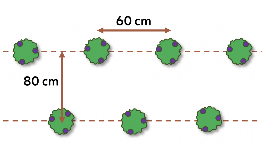 Plantation en quinconce, plants d'aubergine © Lincks